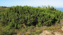 Juniperus phoenicea - Habit - Click to enlarge!