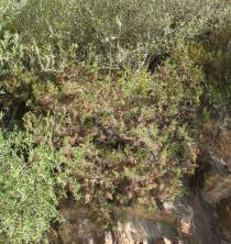 Juniperus phoenicea - Habit - Click to enlarge!