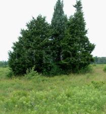 Juniperus virginiana - Habit - Click to enlarge!