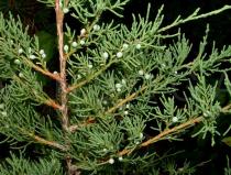 Juniperus virginiana - Twig - Click to enlarge!