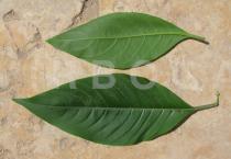 Justicia adhatoda - Upper and lower surface of leaf - Click to enlarge!
