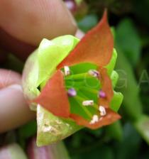 Kalanchoe pinnata - Flower - Click to enlarge!