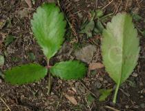 Kalanchoe pinnata - Leaves - Click to enlarge!