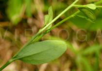 Kalimeris indica - Lower surface of leaf - Click to enlarge!