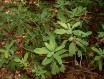Kalmia angustifolia - Habit - Click to enlarge!