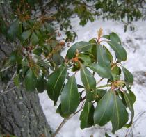 Kalmia latifolia - Leave and bud - Click to enlarge!