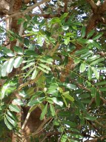 Khaya senegalensis - Leaves - Click to enlarge!