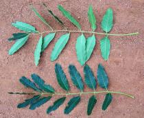 Khaya senegalensis - Top and lower side of leaf - Click to enlarge!
