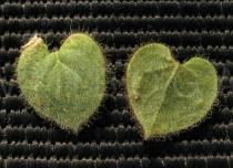 Kickxia commutata - Upper and lower surface of leaf - Click to enlarge!