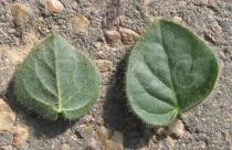 Kickxia spuria - Upper and lower surface of leaf - Click to enlarge!