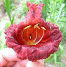 Kigelia africana - Flower - Click to enlarge!