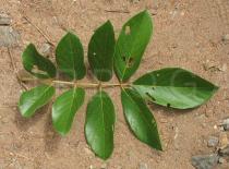 Kigelia africana - Leaf upper side - Click to enlarge!
