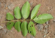 Kigelia africana - Leaf lower side - Click to enlarge!