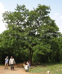 Kigelia africana - Habit solitary tree - Click to enlarge!