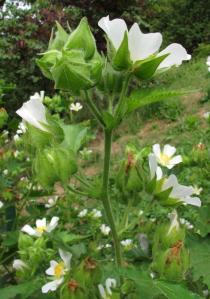 Kitaibelia vitifolia - Flower, side view - Click to enlarge!