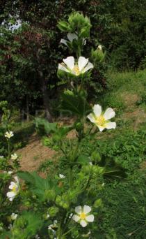 Kitaibelia vitifolia - Inflorescence - Click to enlarge!