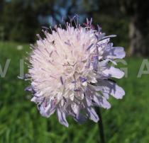 Knautia arvensis - Flower head - Click to enlarge!