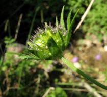 Knautia dipsacifolia - Infructescence - Click to enlarge!