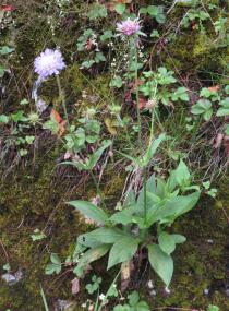 Knautia dipsacifolia - Habit - Click to enlarge!