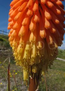 Kniphofia linearifolia - Flowers - Click to enlarge!