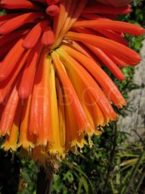 Kniphofia uvaria - Flowers - Click to enlarge!