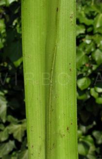 Kniphofia uvaria - Lower surface of leaf - Click to enlarge!