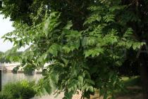 Koelreuteria paniculata - Foliage - Click to enlarge!
