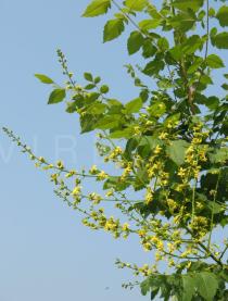 Koelreuteria paniculata - Inflorescence - Click to enlarge!