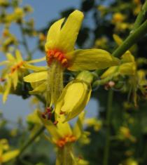 Koelreuteria paniculata - Flower - Click to enlarge!