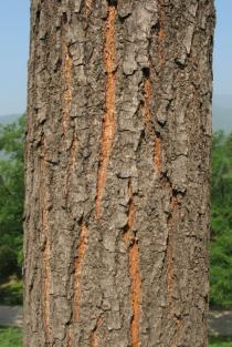 Koelreuteria paniculata - Bark - Click to enlarge!