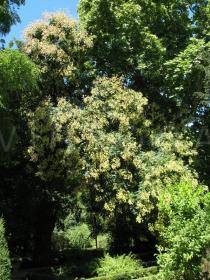 Koelreuteria paniculata - Habit - Click to enlarge!