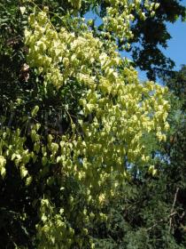 Koelreuteria paniculata - Infructescences - Click to enlarge!