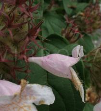 Kolkwitzia amabilis - Flower, side view - Click to enlarge!