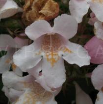 Kolkwitzia amabilis - Flower - Click to enlarge!
