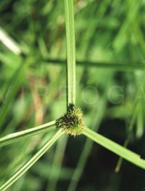 Kyllinga brevifolia - Inflorescence - Click to enlarge!