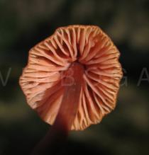 Laccaria laccata - Gills - Click to enlarge!