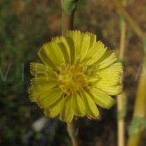 Lactuca serriola - Flower head - Click to enlarge!
