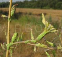 Lactuca serriola - Flowerhead, side view - Click to enlarge!