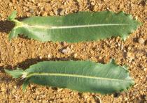 Lactuca serriola - Upper and lower surface of leaf - Click to enlarge!