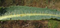 Lactuca serriola - Spines along the leaf midrib - Click to enlarge!