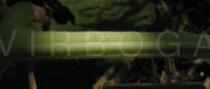 Lagenaria siceraria - Stem close-up - Click to enlarge!