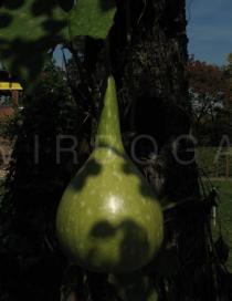 Lagenaria siceraria - Green fruit - Click to enlarge!