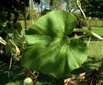 Lagenaria siceraria - Upper leaf surface - Click to enlarge!