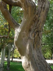 Lagerstroemia indica - Trunk - Click to enlarge!