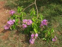 Lagerstroemia speciosa - Branch with flowers - Click to enlarge!