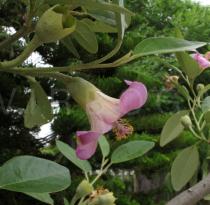 Lagunaria patersonia - Flower, side view - Click to enlarge!