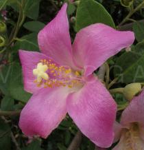 Lagunaria patersonia - Flower - Click to enlarge!