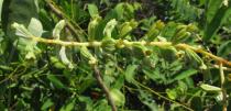 Laguncularia racemosa - Flowers - Click to enlarge!