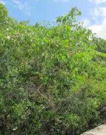 Laguncularia racemosa - Habit - Click to enlarge!
