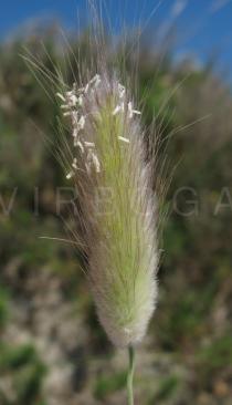 Lagurus ovatus - Inflorescence - Click to enlarge!